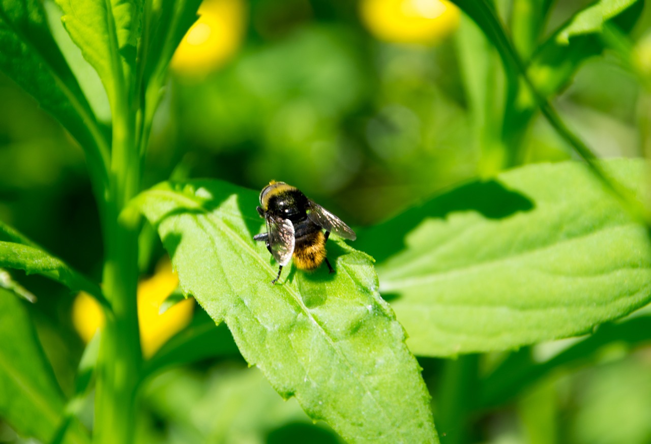 bee nature flower free photo