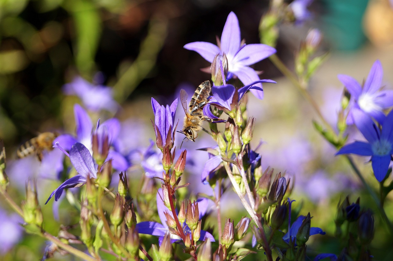 bee flowers purple free photo