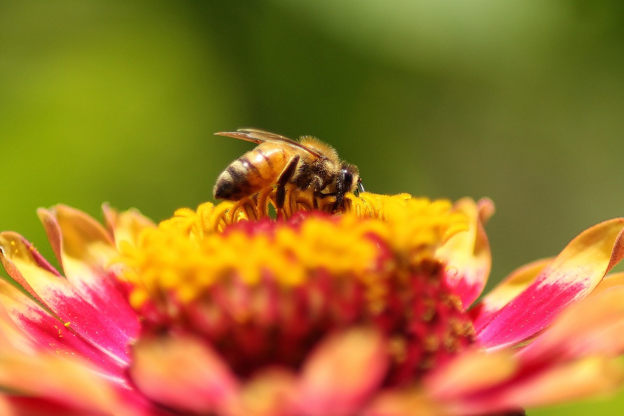 bee flower zinnia free photo