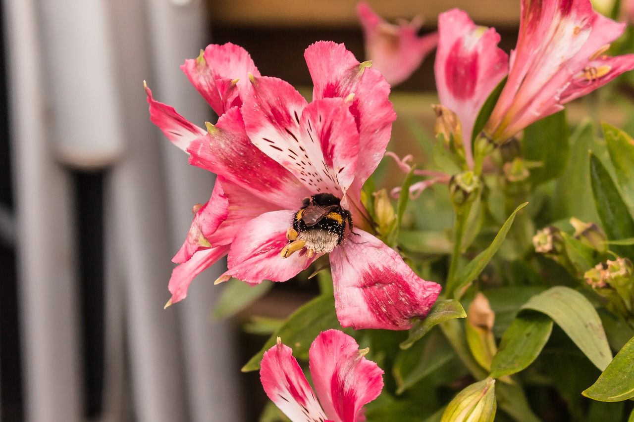 bee flower nature free photo