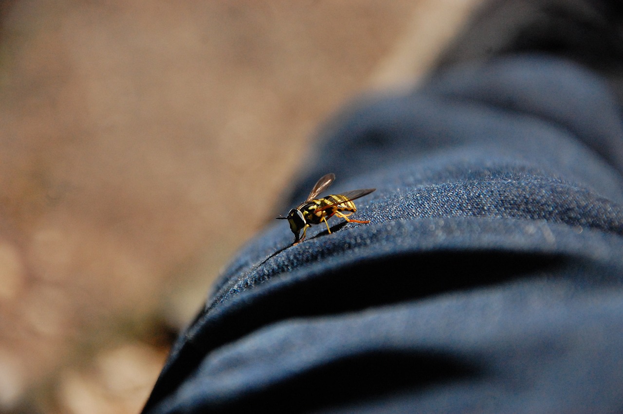 bee pants macro free photo