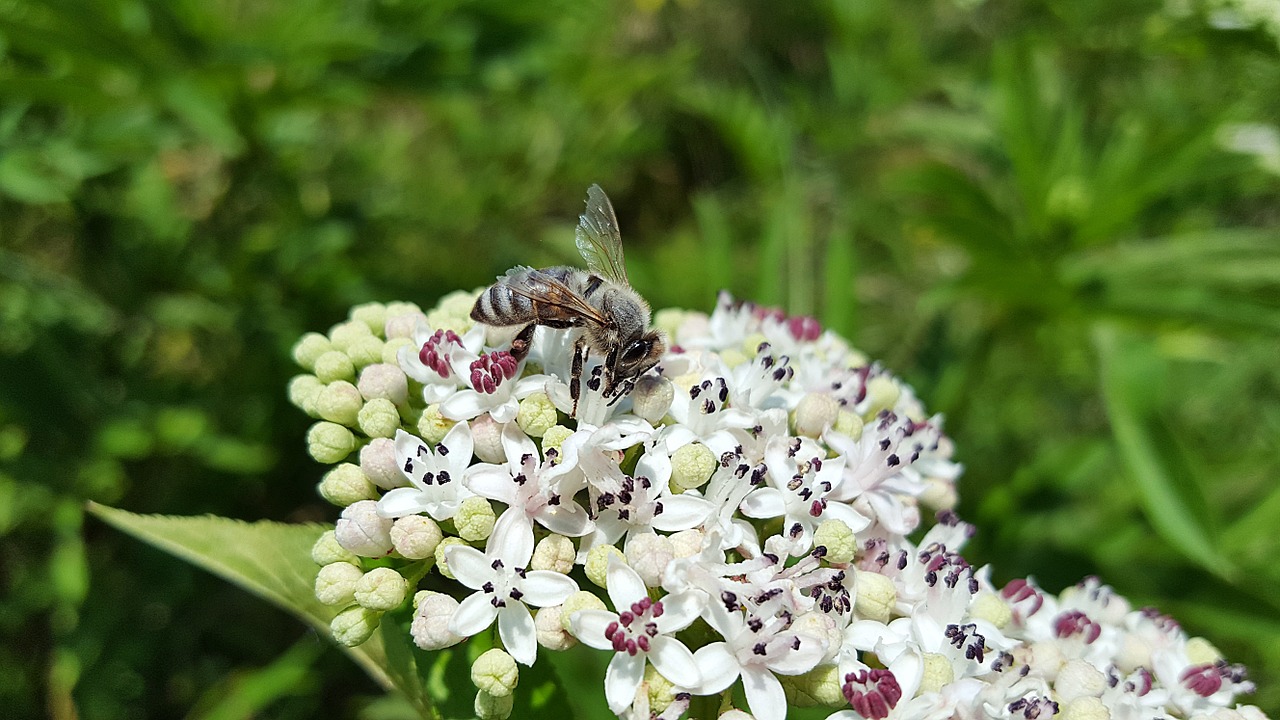 bee honey bee anthophila free photo