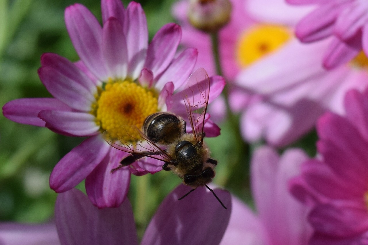 daisies bee flowers free photo