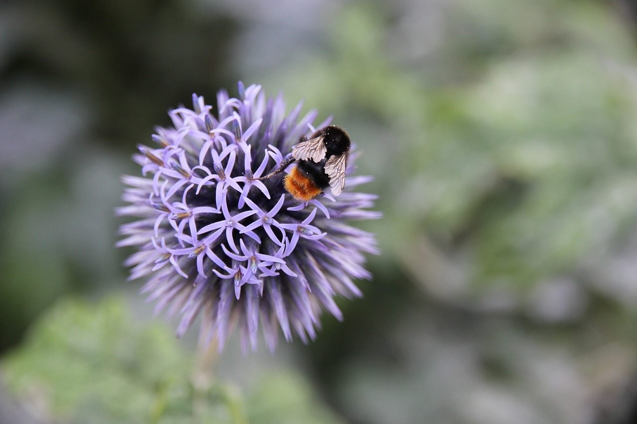 bee blossom bloom free photo