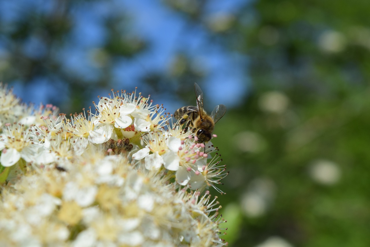 bee flower honey free photo