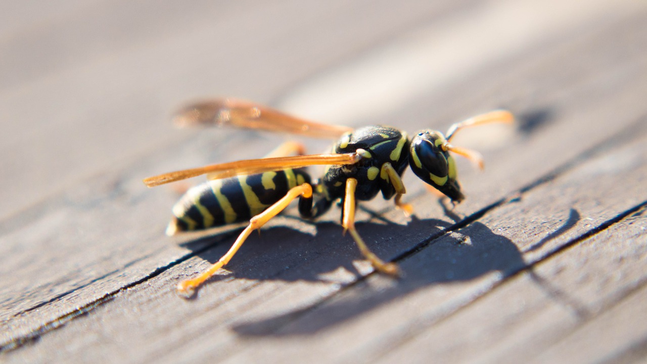 wasp hornet macro free photo