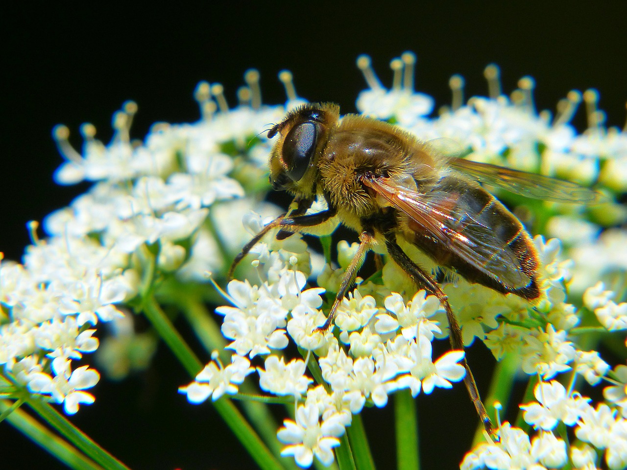 bee drone macro free photo