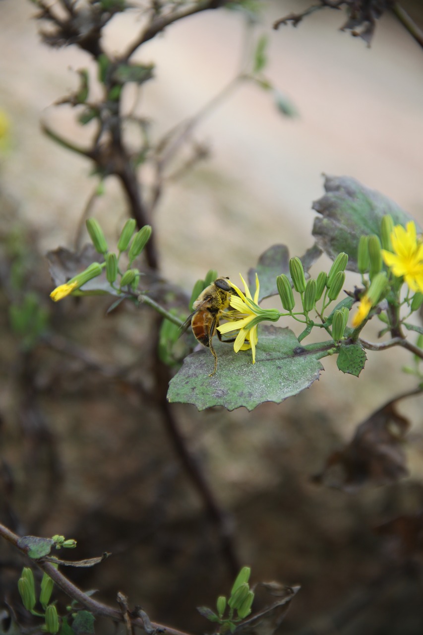 bee flower insect free photo