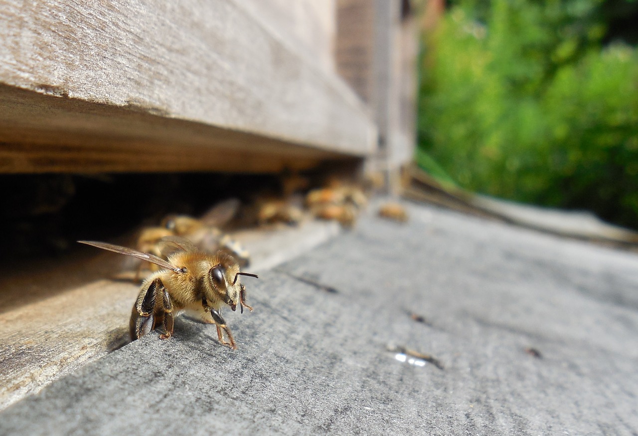 bees hive beehive free photo