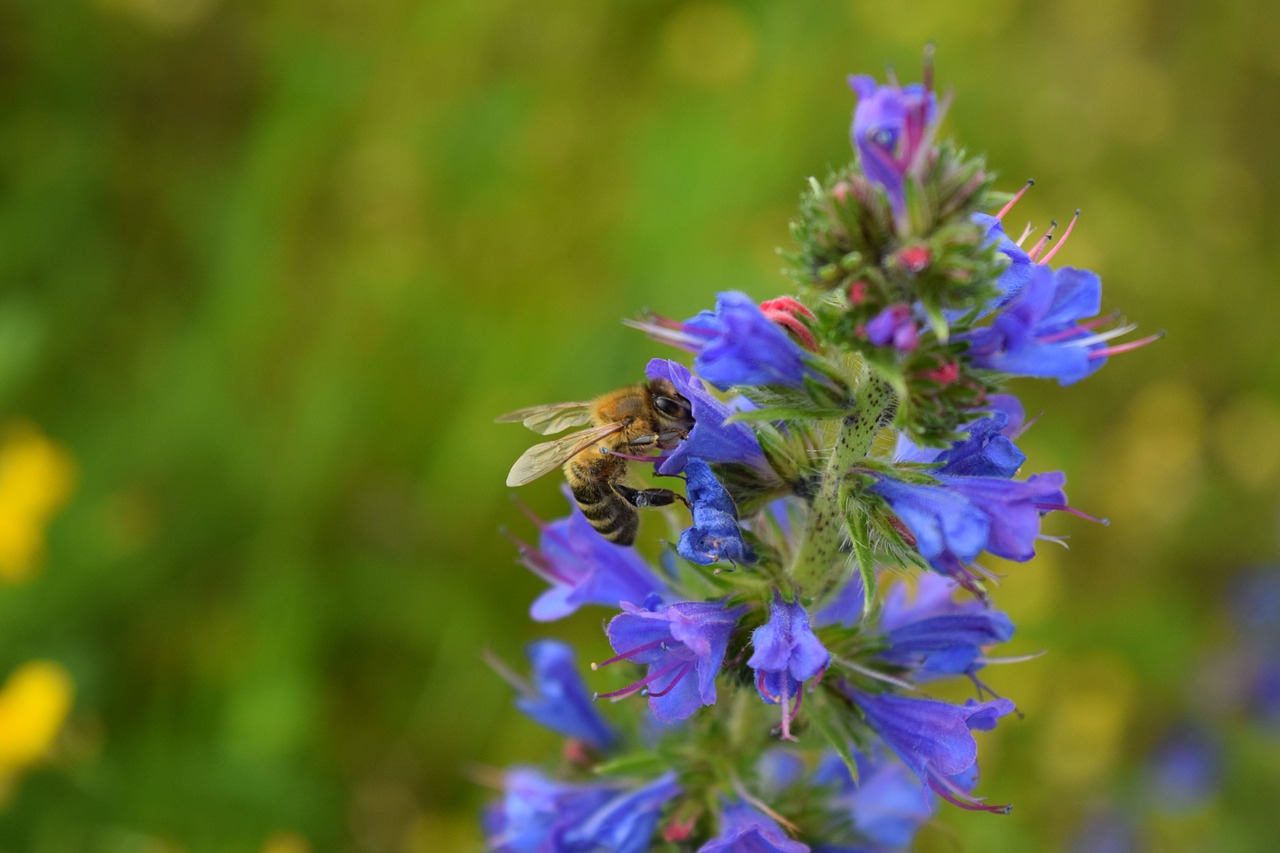 bee blossom bloom free photo