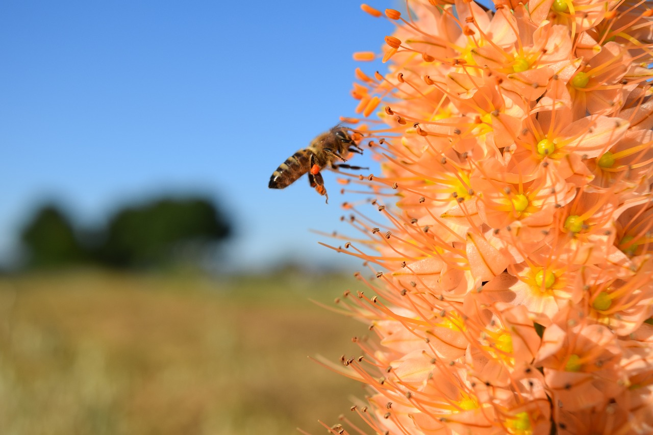 bee eremurus steppe candle free photo