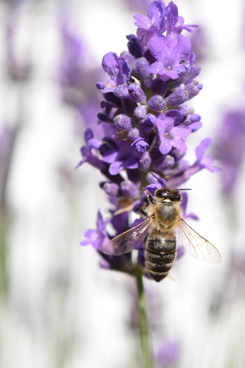 bee close lavender free photo