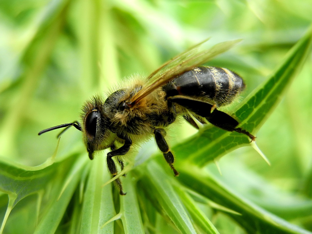 bee insect nature free photo