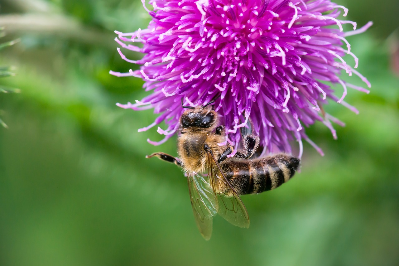 bee thistle blossom free photo