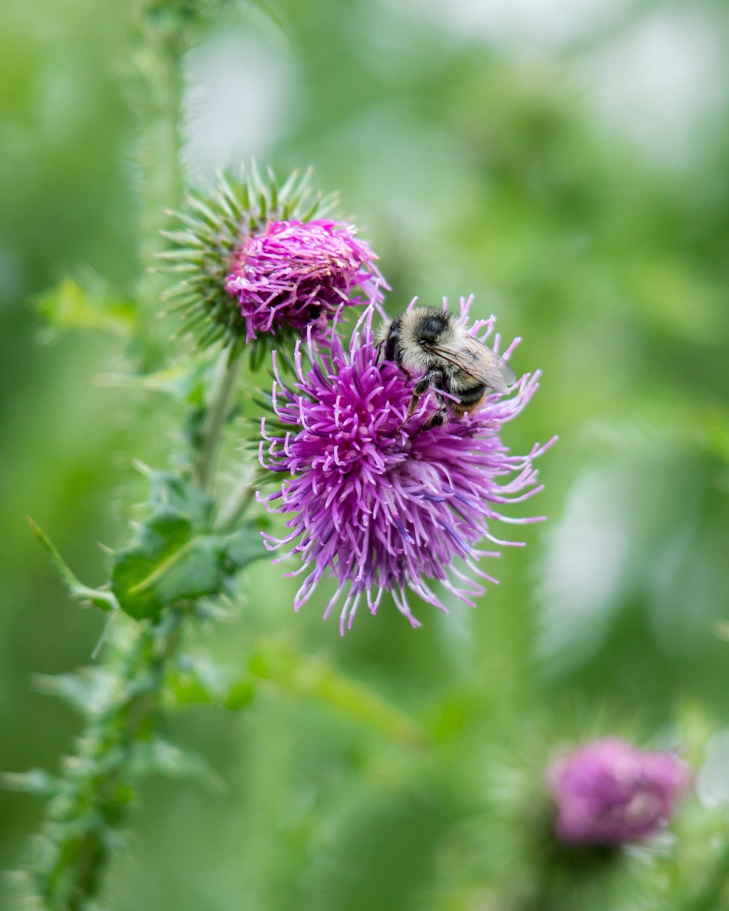 bee thistle blossom free photo