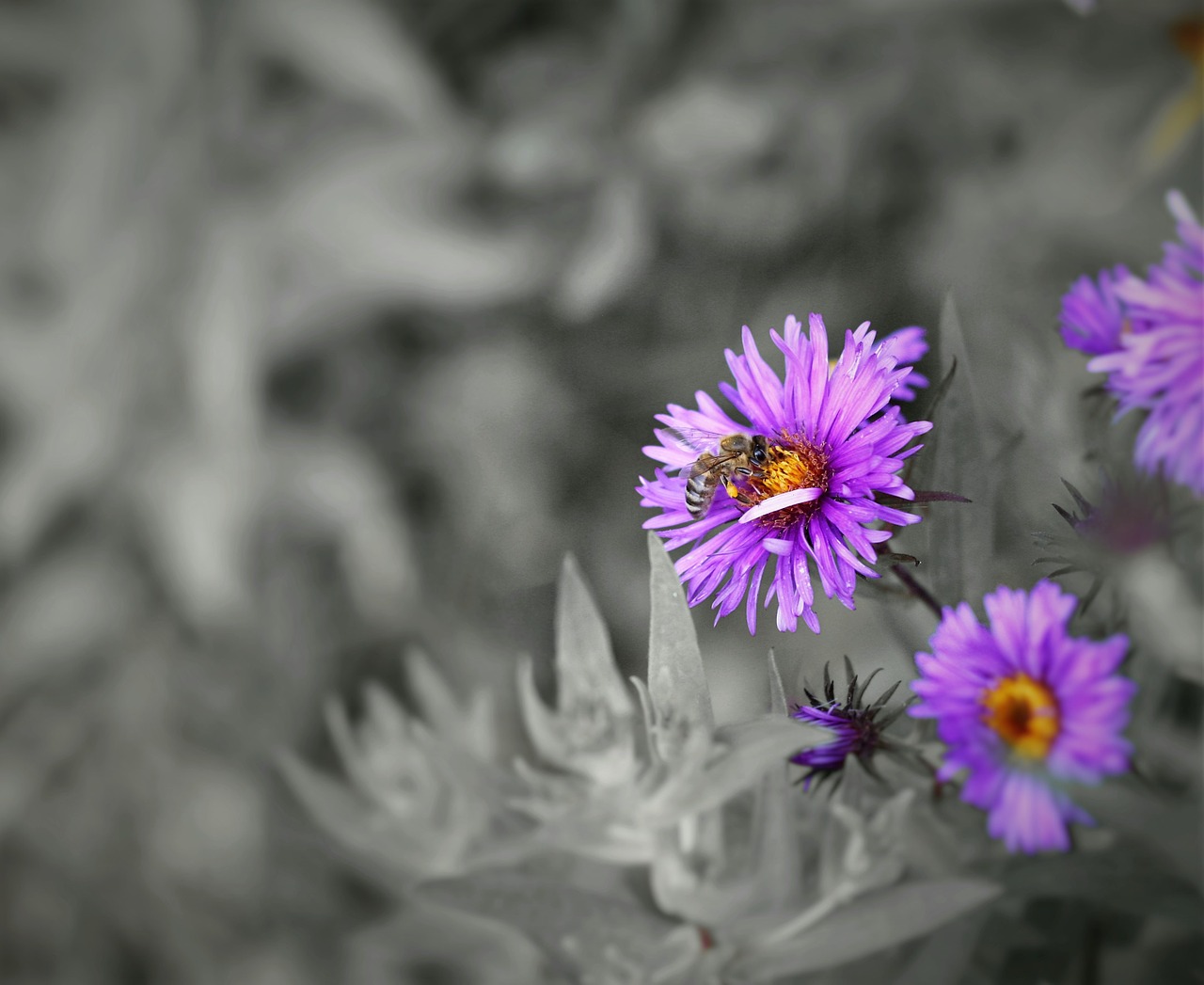 bee flower nature free photo