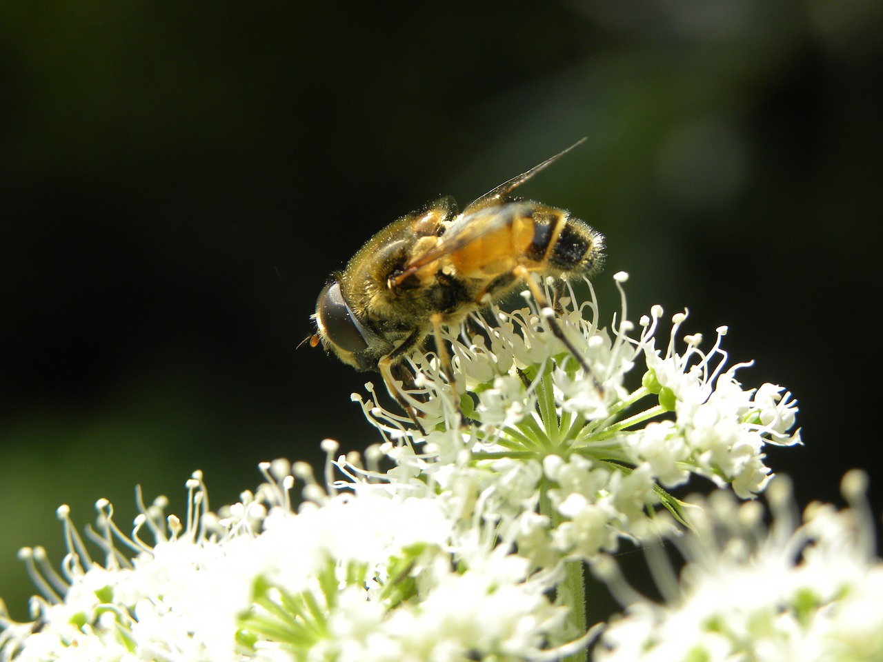 bee nature bug free photo