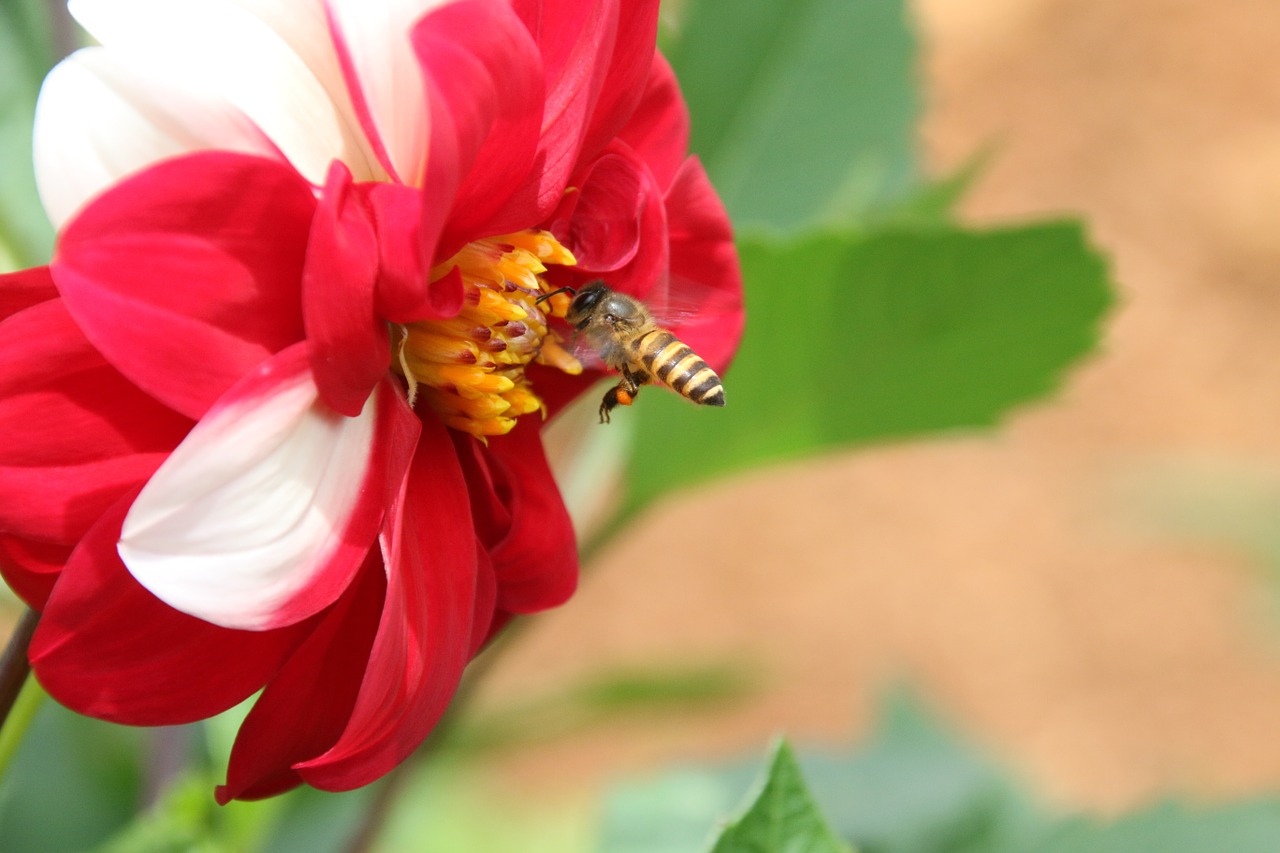 bee bee and flower insect free photo