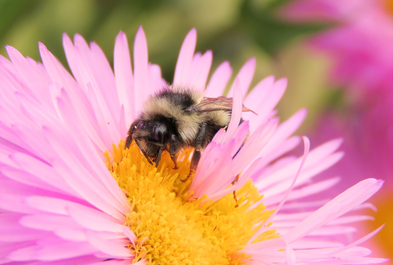 bee aster pollen free photo