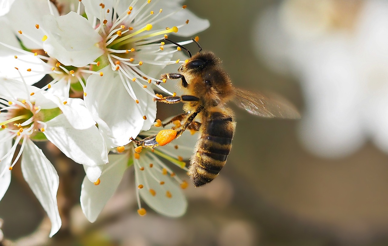 insect plant nature free photo