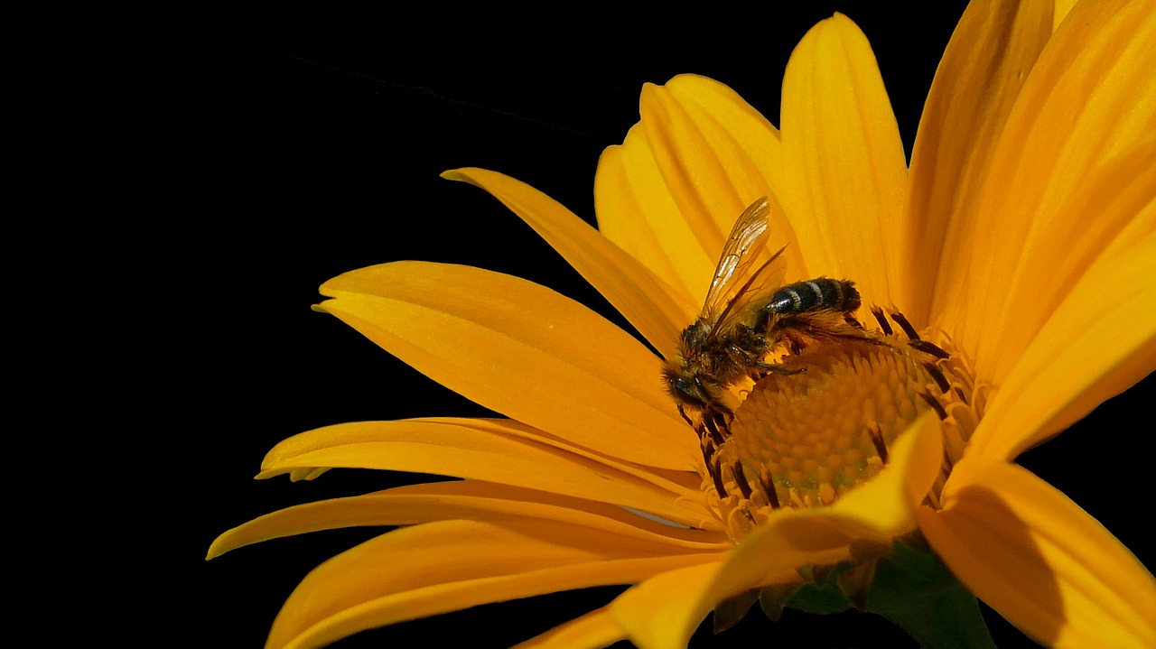 bee honey bee bee on yellow flower free photo