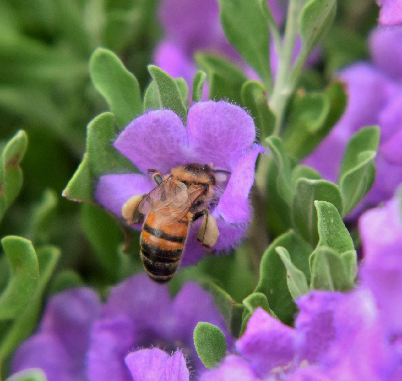 bee honey bee pollen free photo