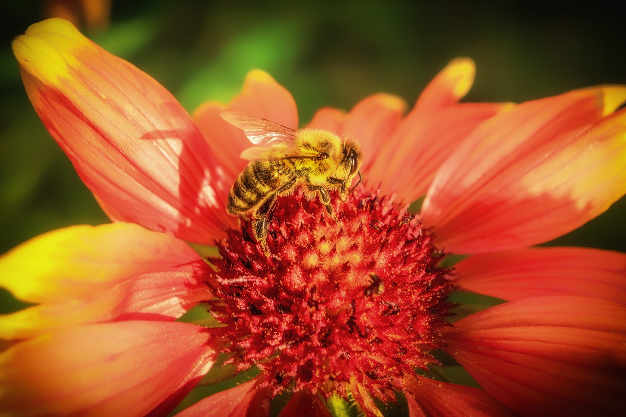 bee insect macro free photo