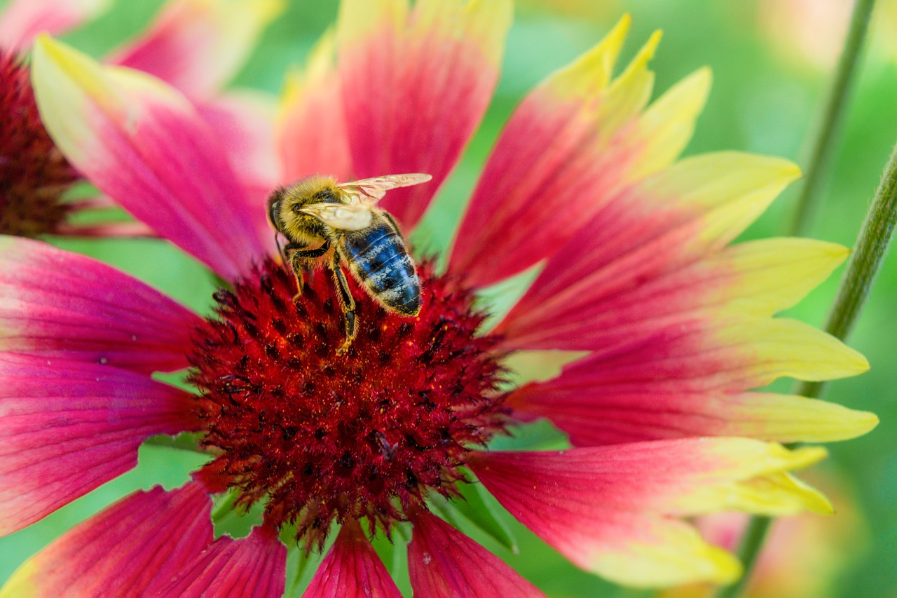 bee insect macro free photo