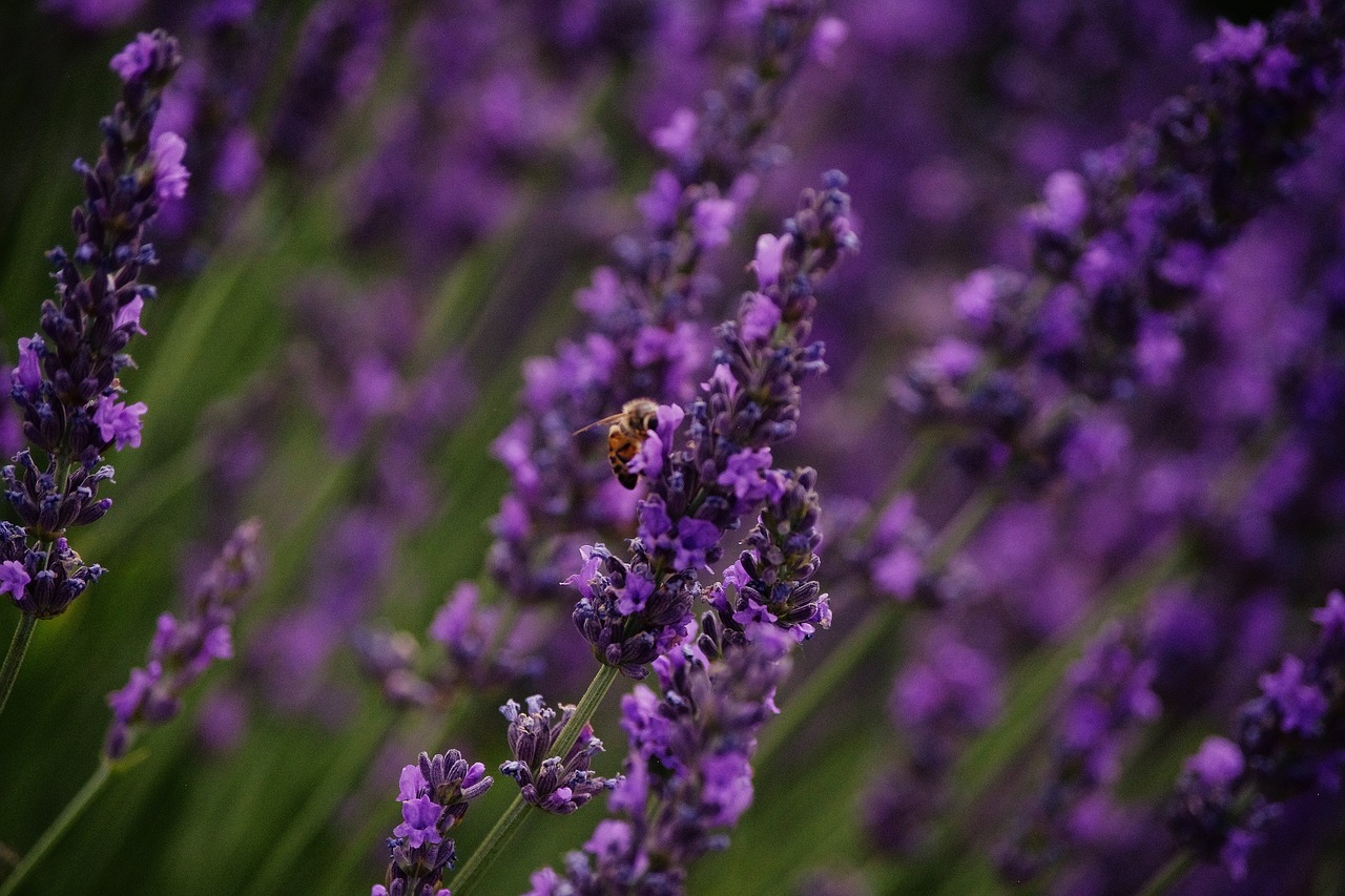 bee lavender purple free photo