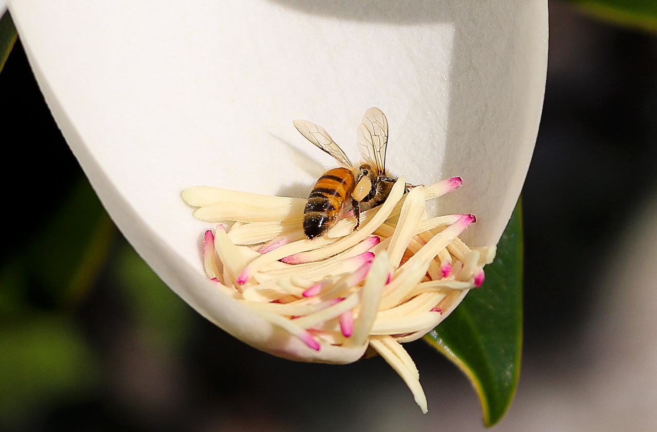 bee flower magnolia free photo