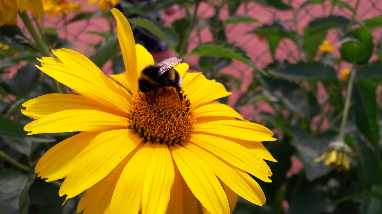 bee flower a yellow flower free photo