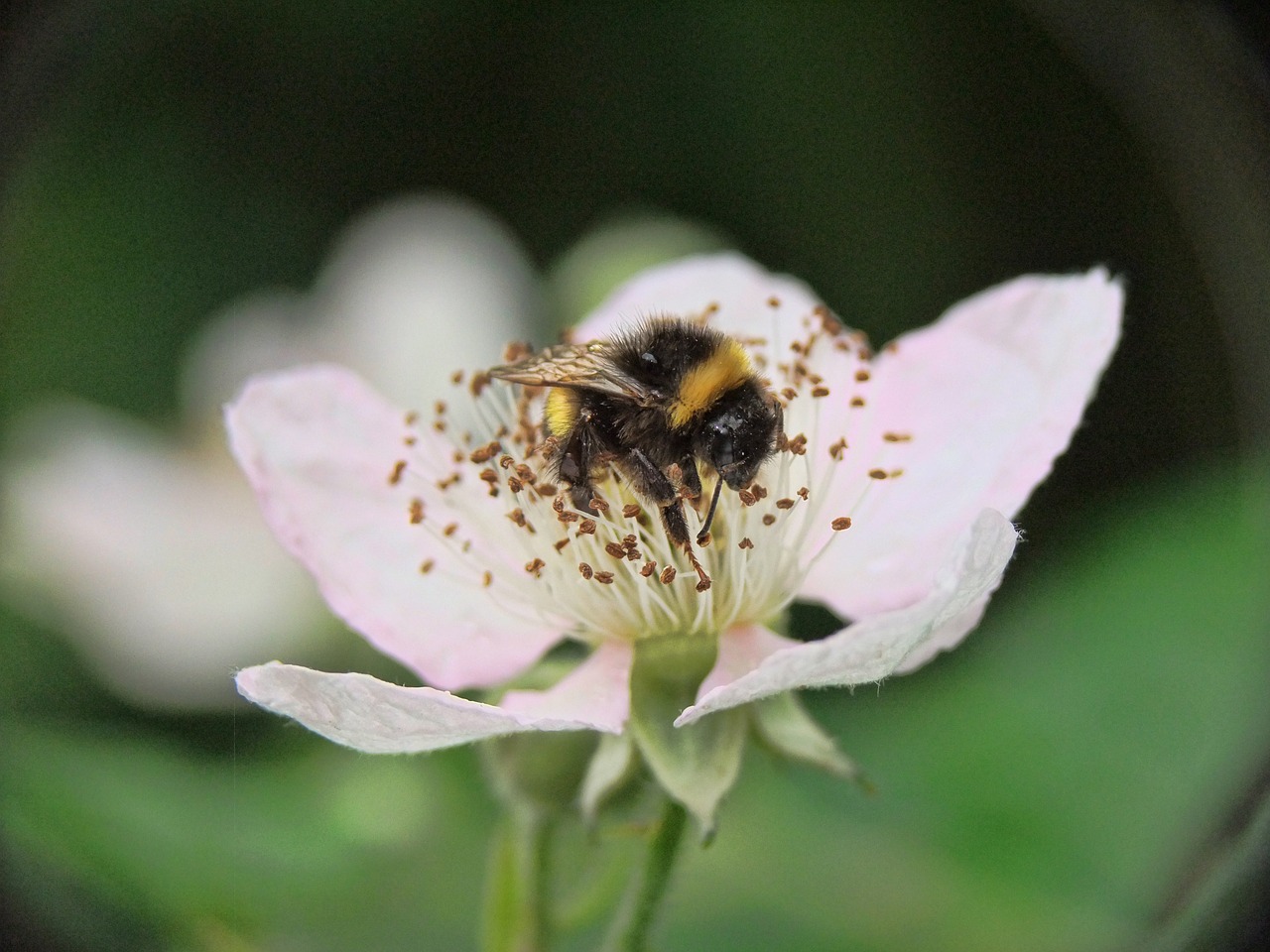 bee flower pollen free photo