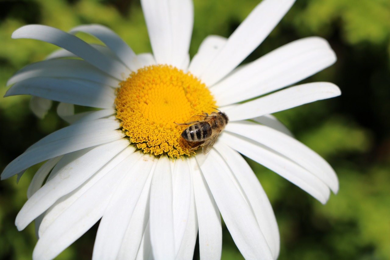 bee marguerite flower free photo