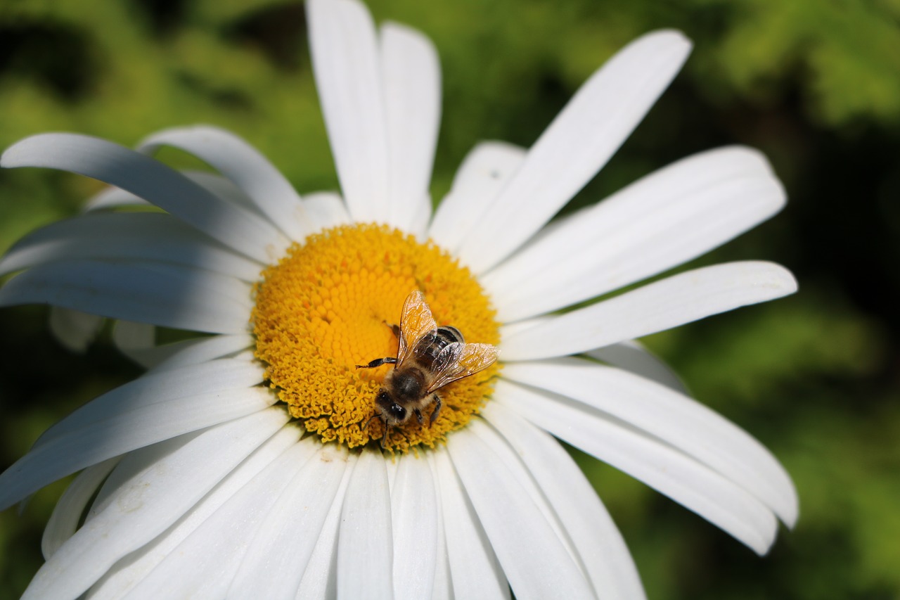 bee marguerite flower free photo