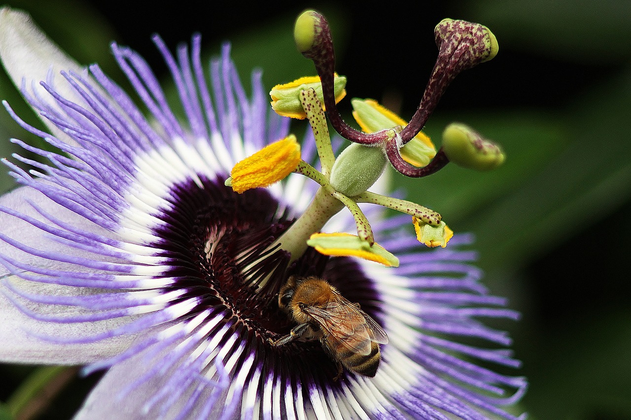 bee flower nature free photo