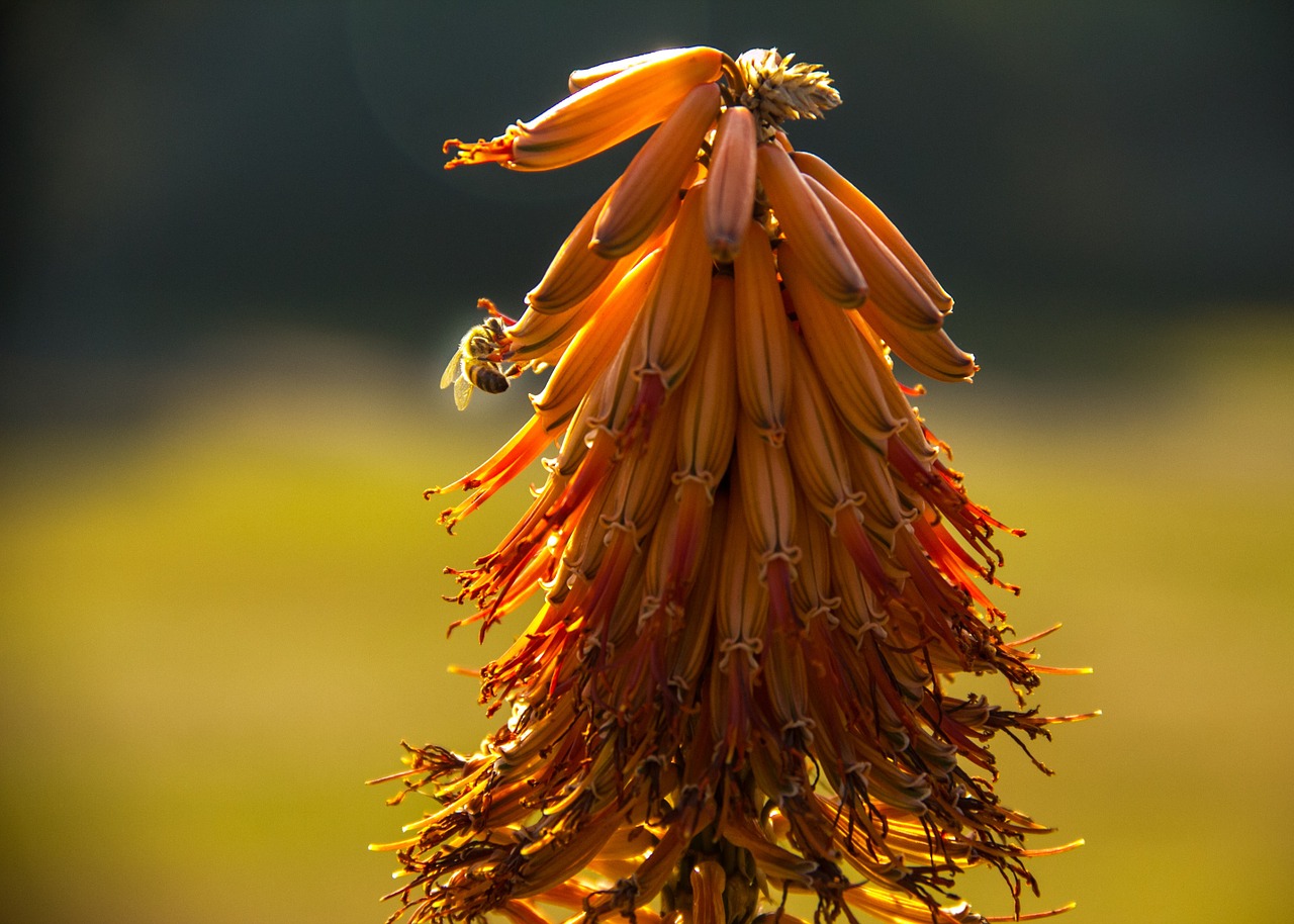 bee aloe flower free photo