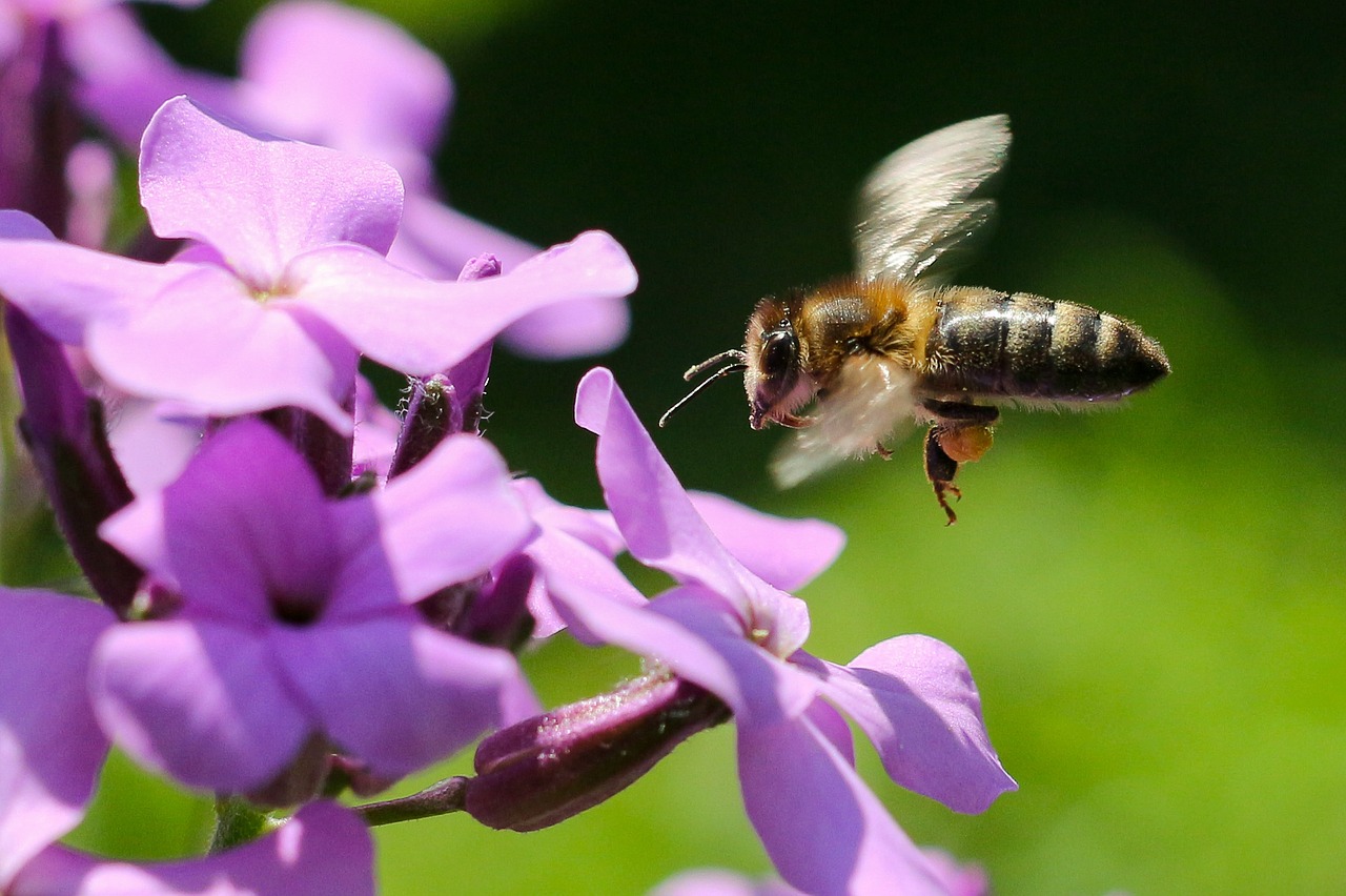 bee honey collect free photo