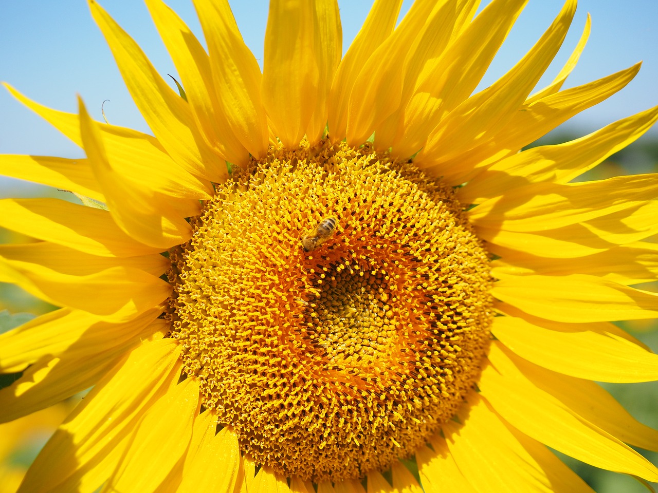 bee pollen collect free photo