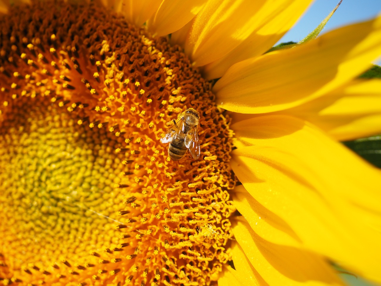 bee pollen collect free photo