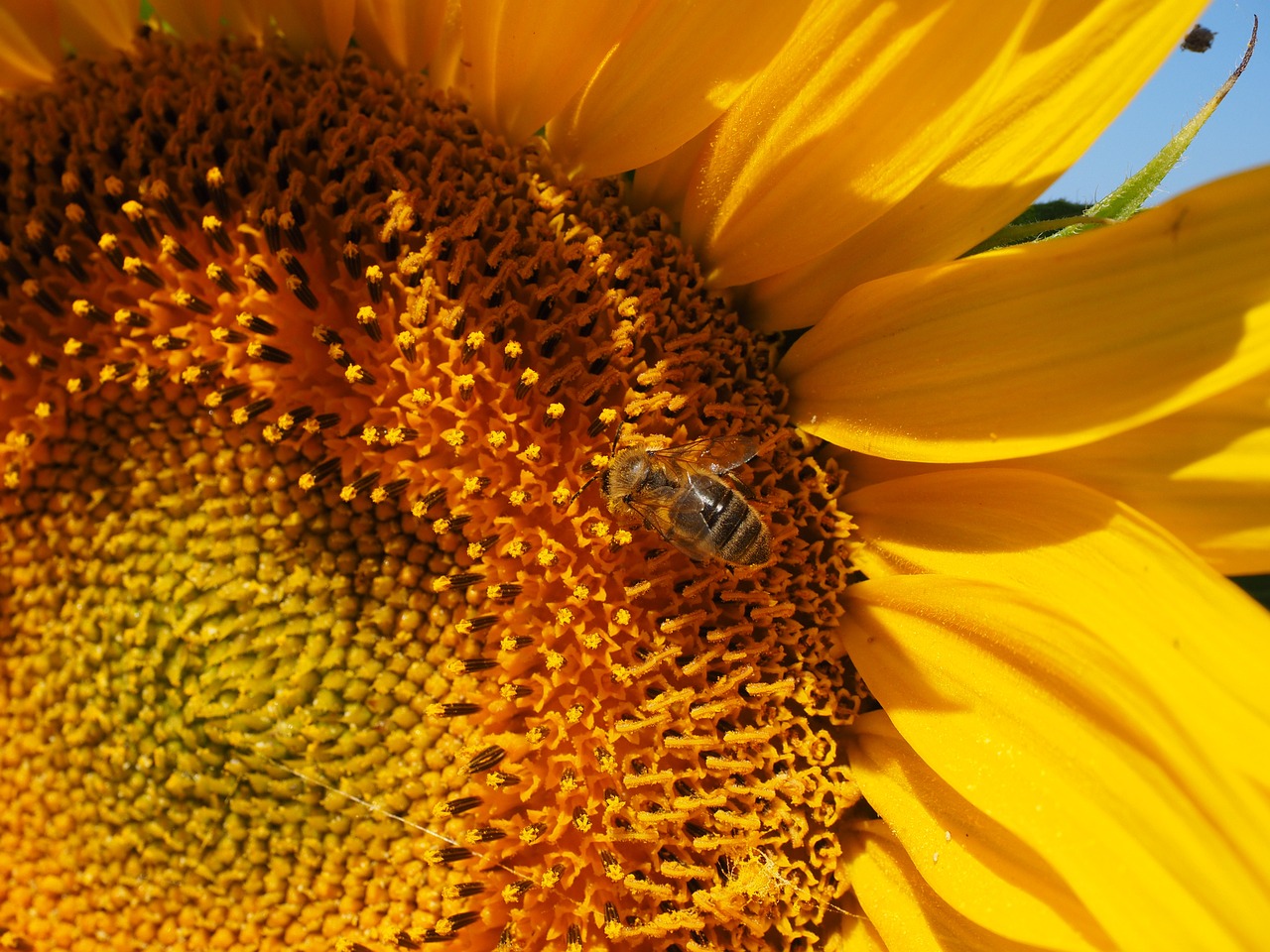 bee pollen collect free photo