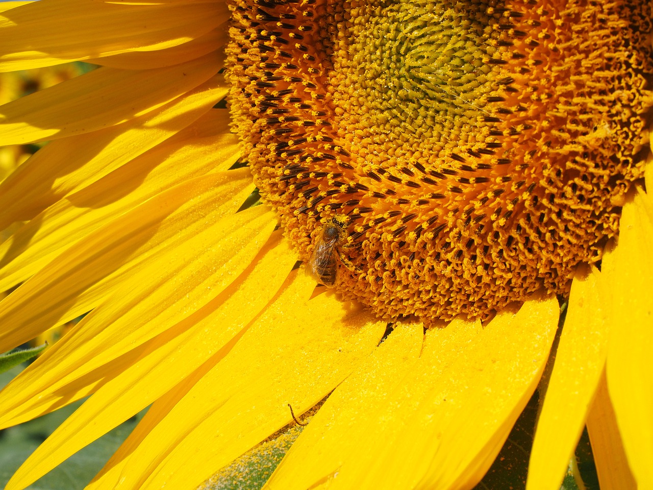 bee pollen collect free photo