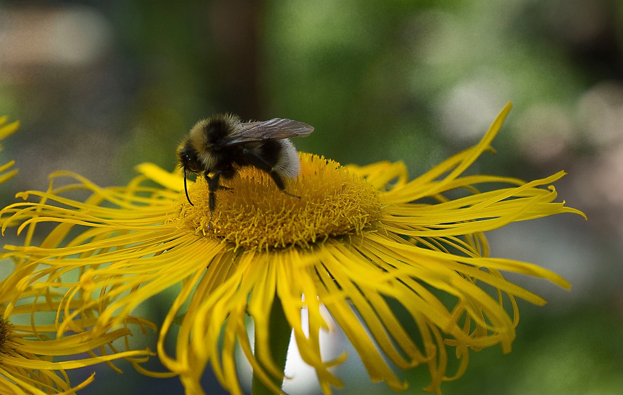 bee garden blossom free photo