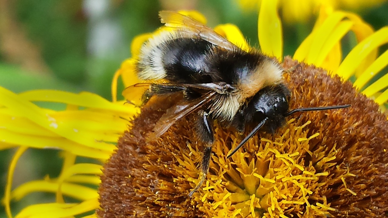 bee macro insect free photo