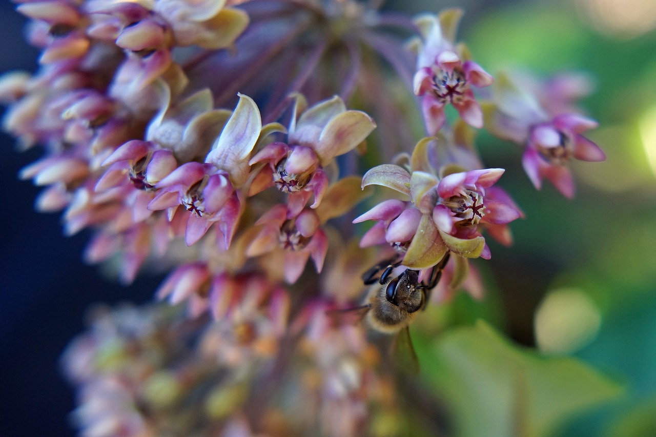 bee flower bees to obtain nectar free photo