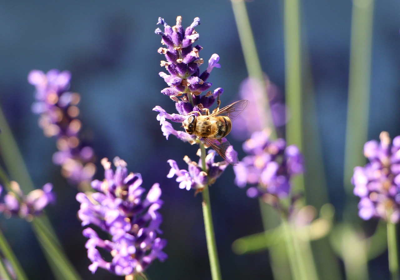 bee nectar lavender free photo