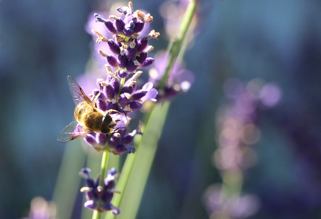 bee nectar lavender free photo