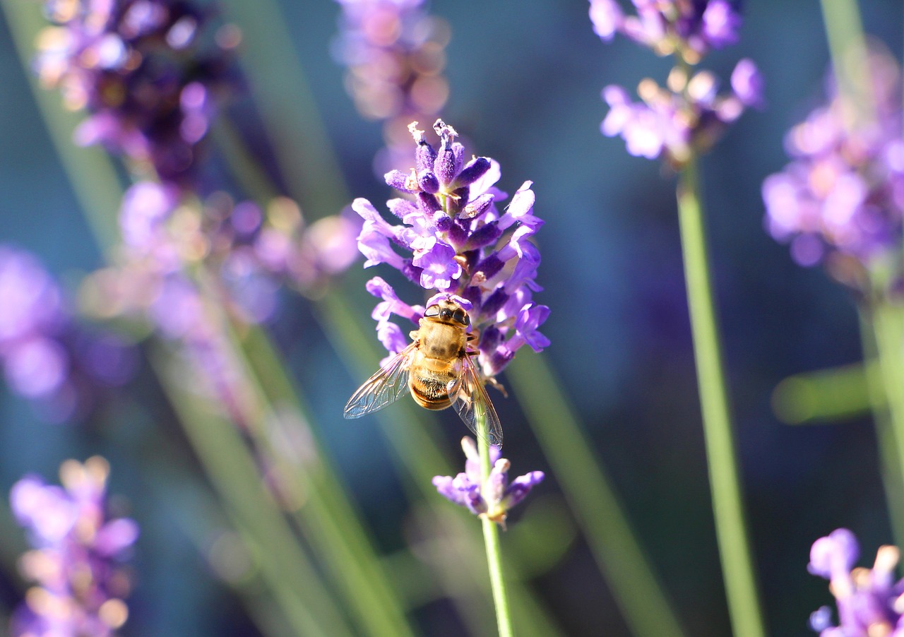 bee nectar lavender free photo