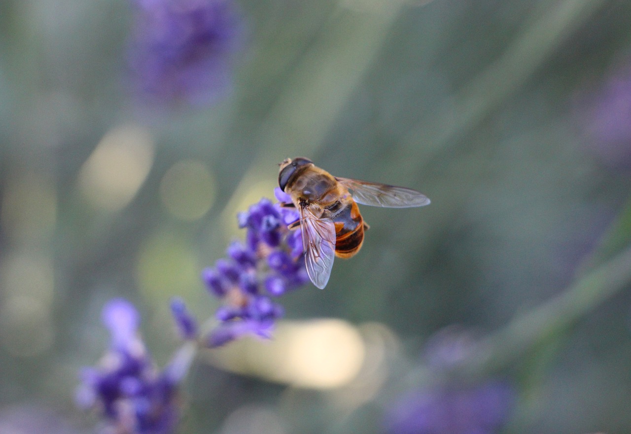 bee nectar lavender free photo