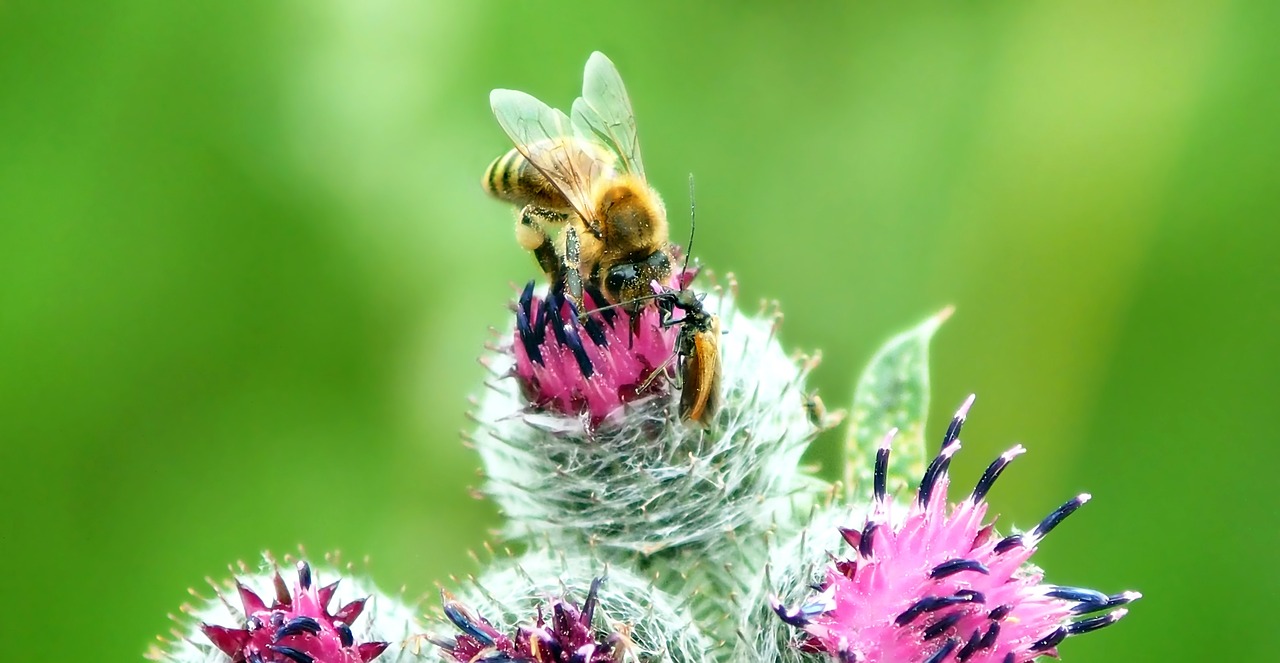 insect plant nature free photo