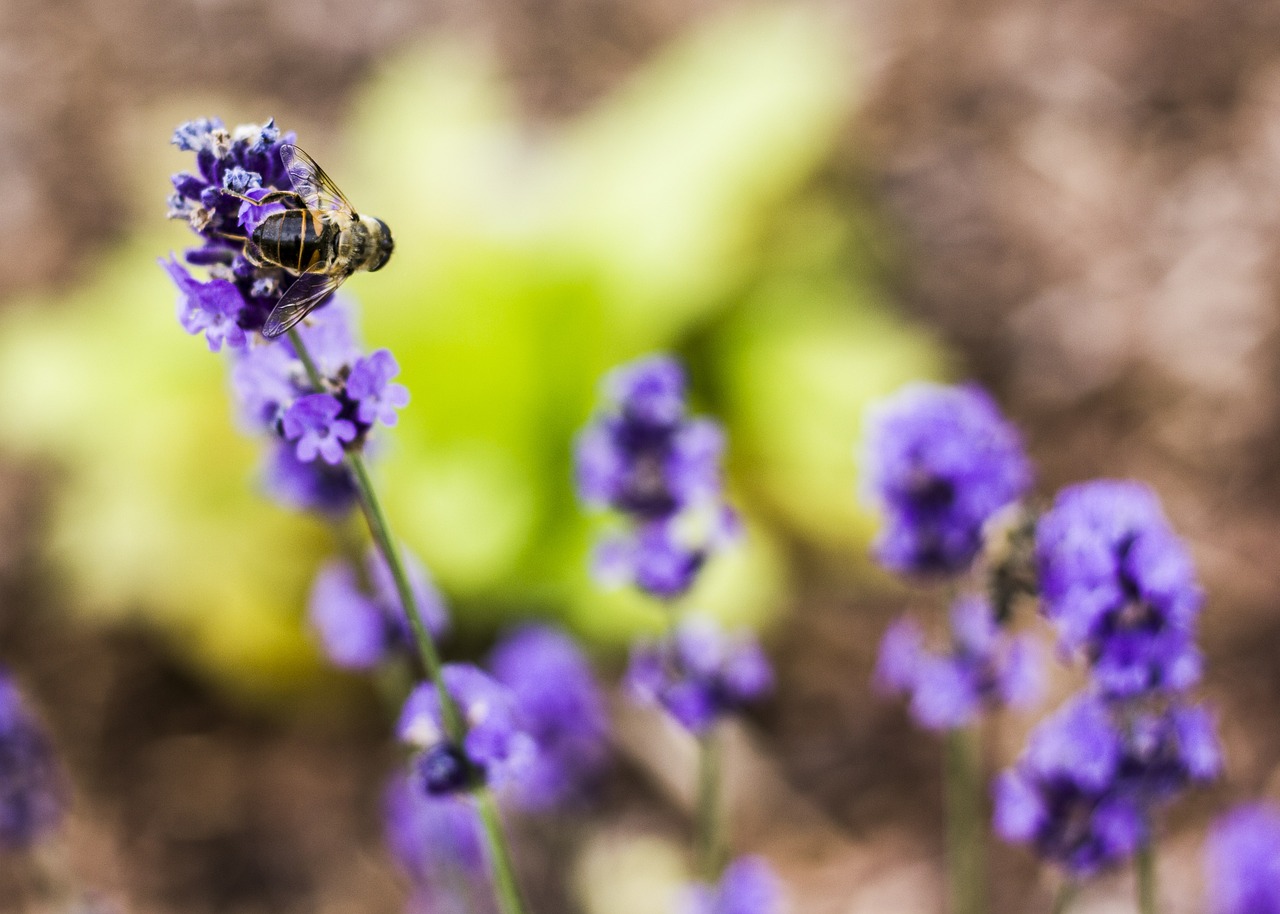 bee flowers insect free photo